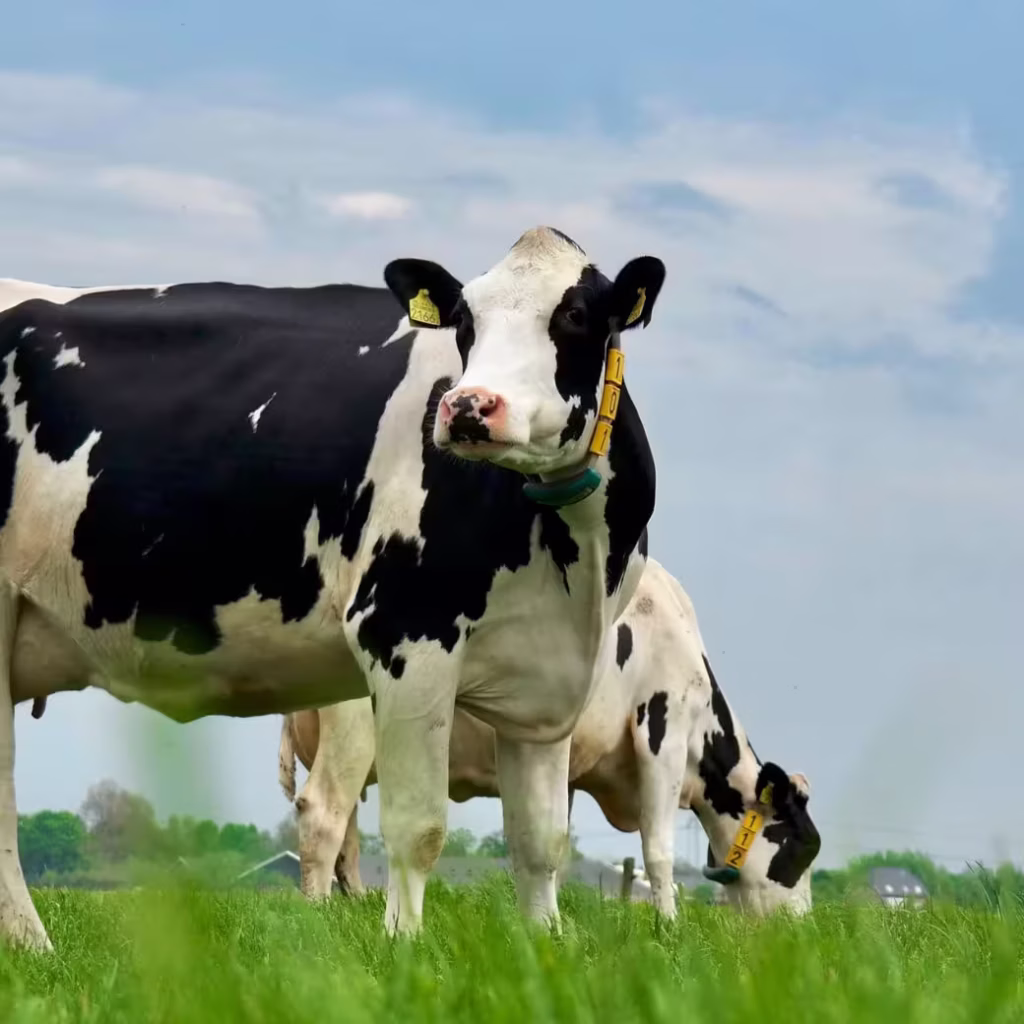 Vacas